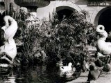 fontana dei delfini 1950